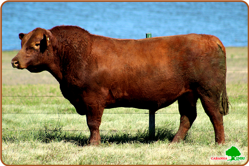 Imagem de touro Angus preto