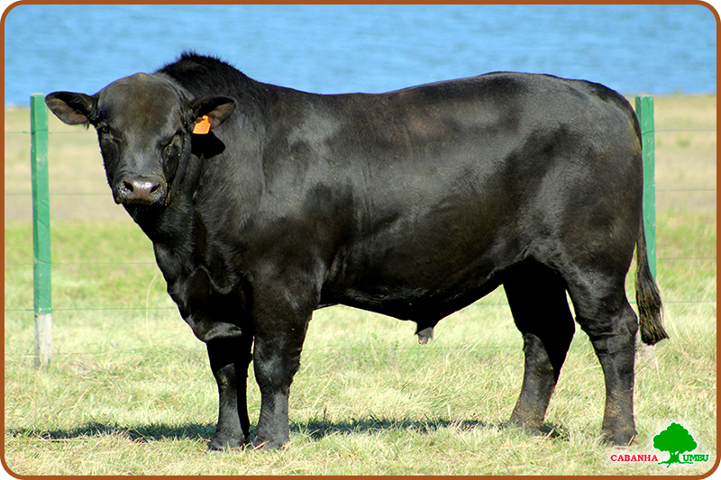 Imagem de touro Brangus preto