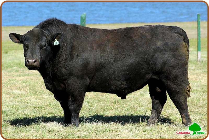 Imagem de touro Angus preto